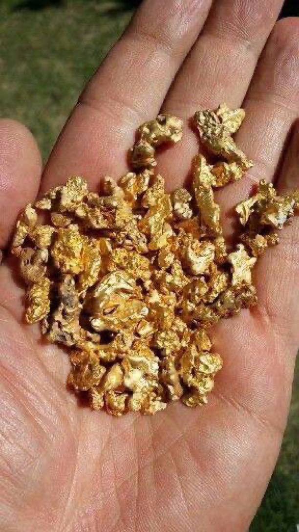 Raw gold nuggets recovered from an American site